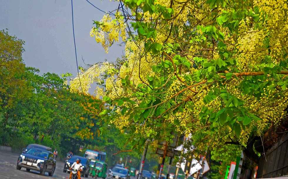 এখন সময় সোনালু ফুলের। পথের ধারে ফুটে থাকা অপরূপ সোনালু মুগ্ধতা ছড়াচ্ছে চারপাশে।