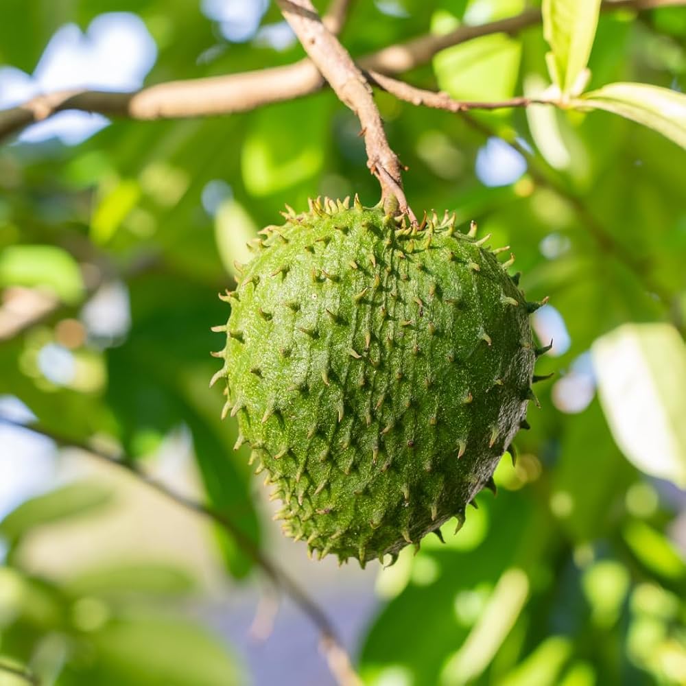 টক আতা ফলে আদৌ ক্যানসার সারবে কি না জেনে নিন