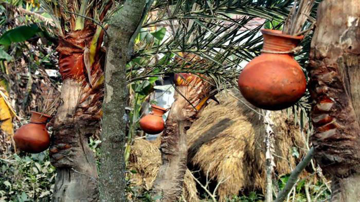 নিপা ভাইরাস সংক্রমণ এড়ানোর মতো রিওভাইরাস এড়াতেও খেজুরের কাঁচা রস না খেতে বলছেন বিশেষজ্ঞরা।  