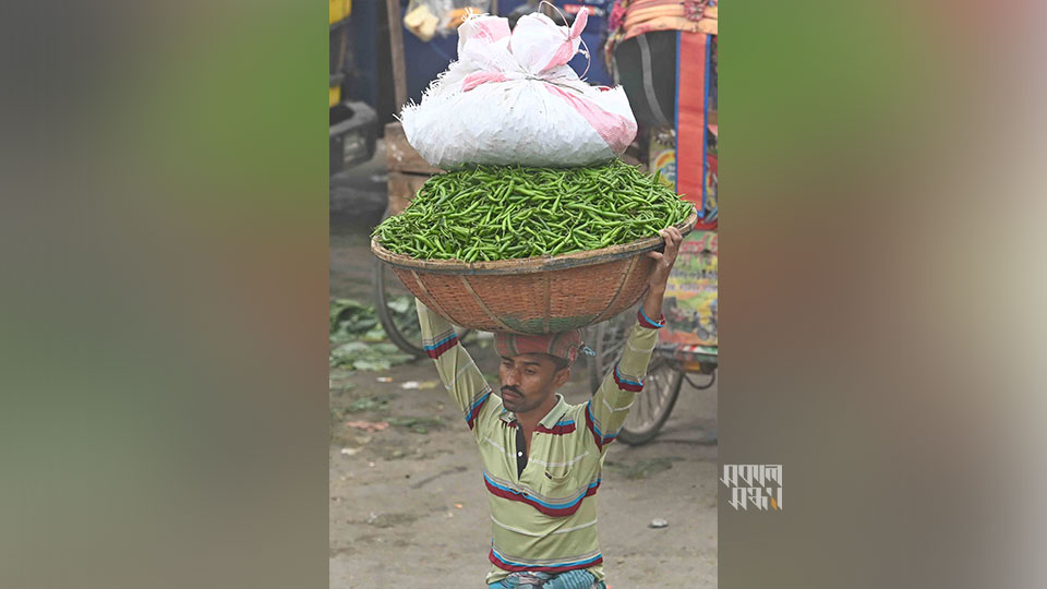 পাইকারি দরে কিনে নিয়ে যাওয়া হচ্ছে কাঁচামরিচ। ছবি : হারুন-অর-রশীদ