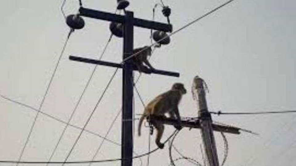 srilanka-power-cut-by-monkey-100225