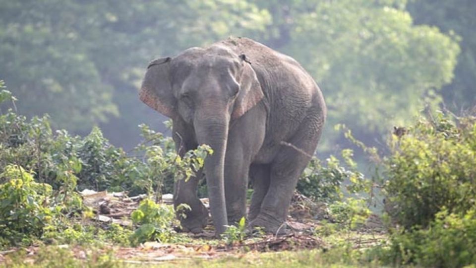 ফাইল ছবি